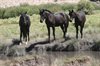 Horses & Creek