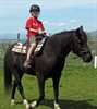 Rooster Lesson Horse